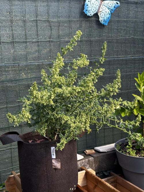 Home Breeding | Living Soil. Week 1