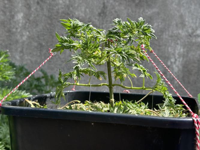 George became Bush (Outdoor Banger). Week 11