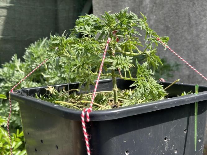George became Bush (Outdoor Banger). Week 11