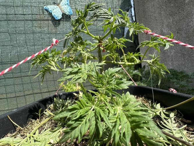 George became Bush (Outdoor Banger). Week 11