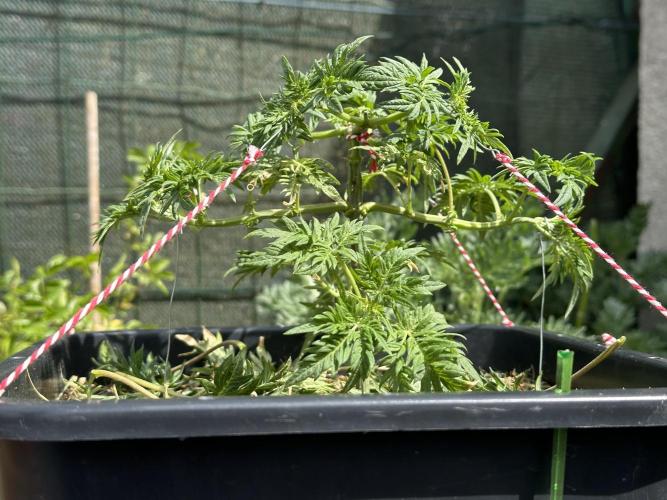 George became Bush (Outdoor Banger). Week 11