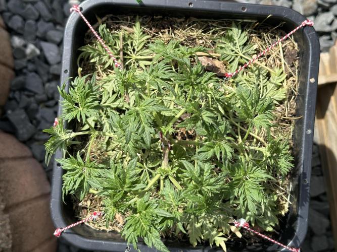 George became Bush (Outdoor Banger). Week 11