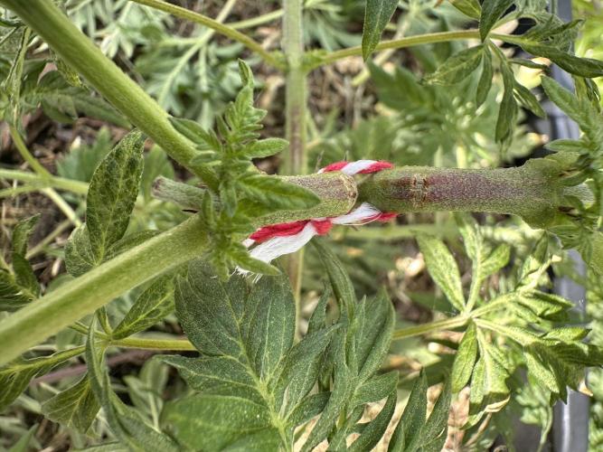 George became Bush (Outdoor Banger). Week 11