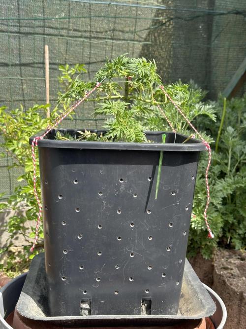 George became Bush (Outdoor Banger). Week 11