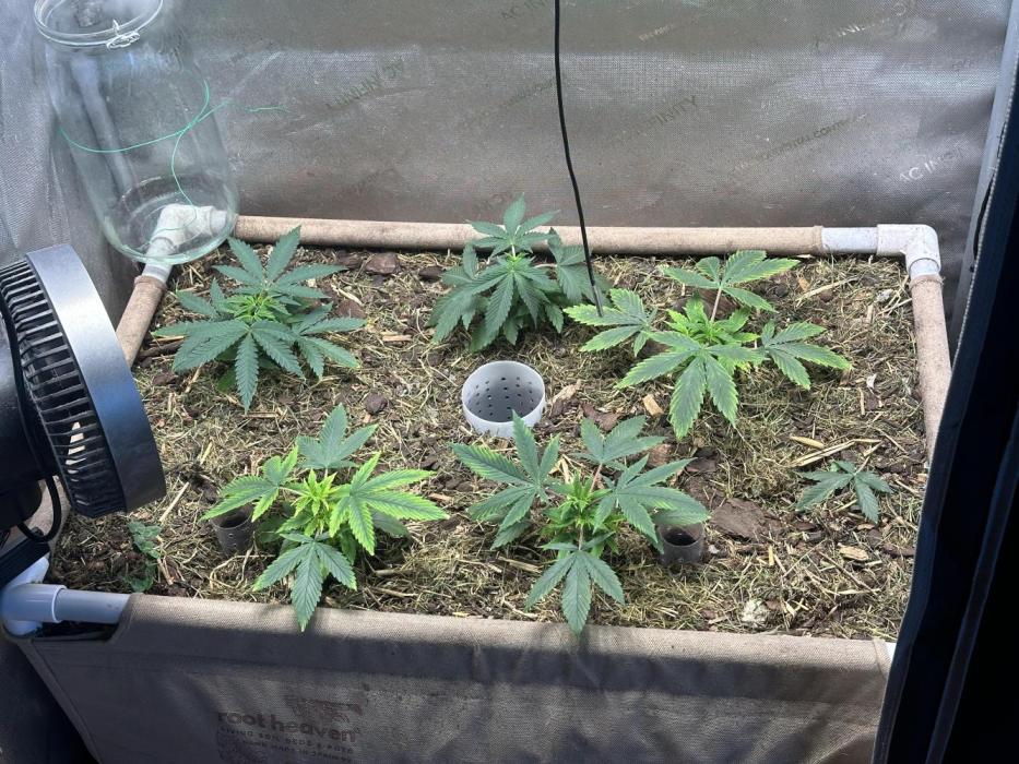 Home Breeding | Living Soil. Week 2