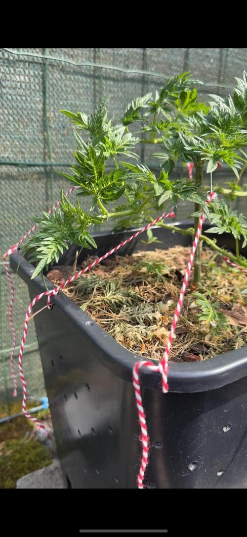 George became Bush (Outdoor Banger). Week 12