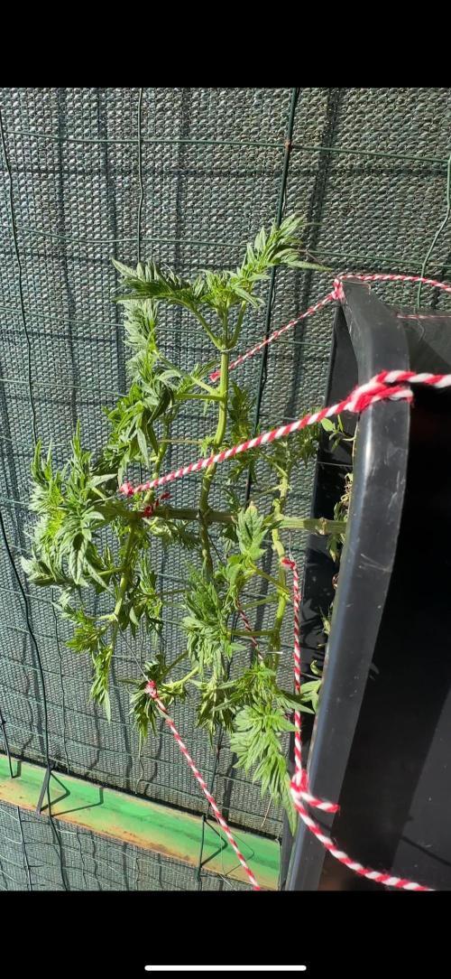 George became Bush (Outdoor Banger). Week 12