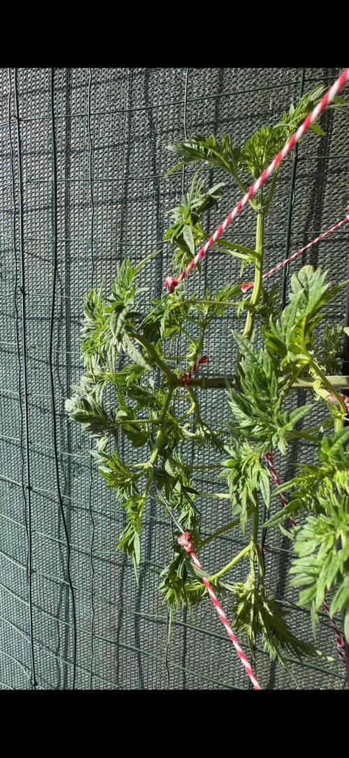George became Bush (Outdoor Banger). Week 12