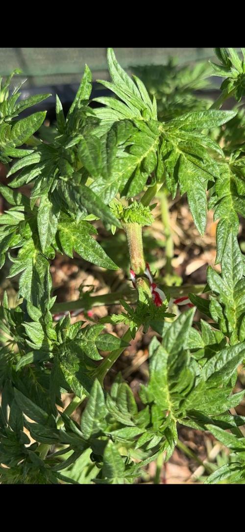 George became Bush (Outdoor Banger). Week 12