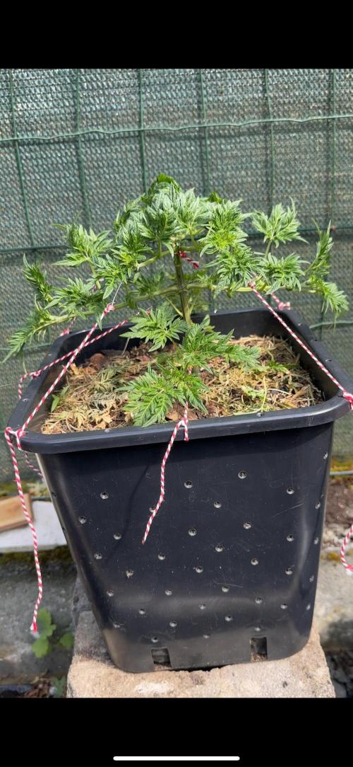 George became Bush (Outdoor Banger). Week 12