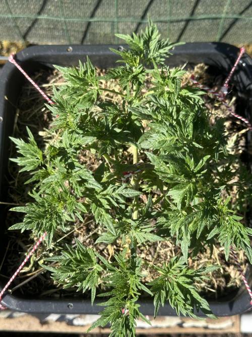 George became Bush (Outdoor Banger). Week 12