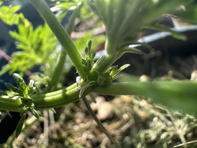 George became Bush (Outdoor Banger). Week 12