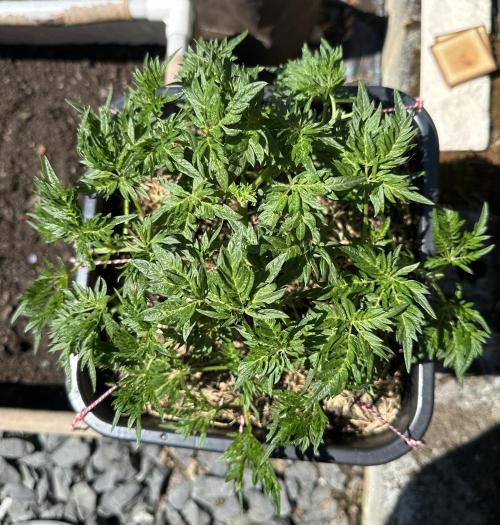 George became Bush (Outdoor Banger). Week 13