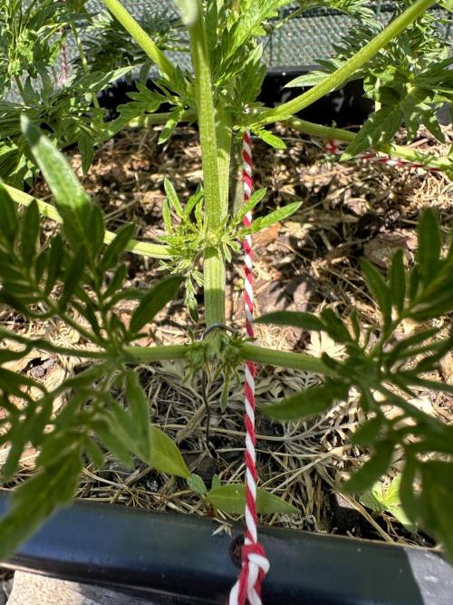 George became Bush (Outdoor Banger). Week 13