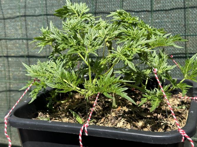 George became Bush (Outdoor Banger). Week 13