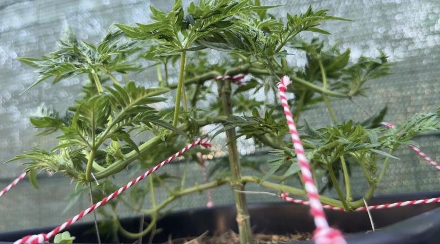 George became Bush (Outdoor Banger). Week 13