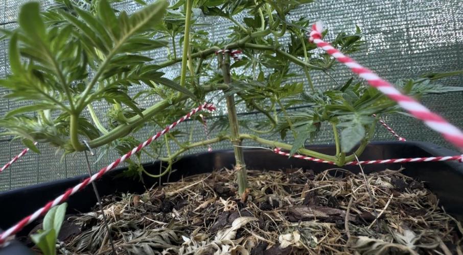 George became Bush (Outdoor Banger). Week 13