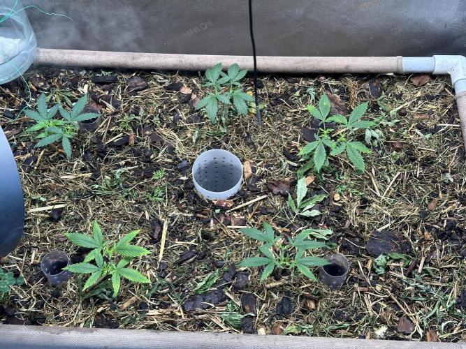 Home Breeding | Living Soil. Week 3