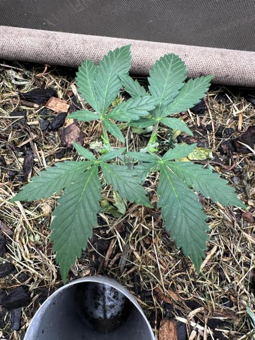 Home Breeding | Living Soil. Week 3 - Gas gpt 