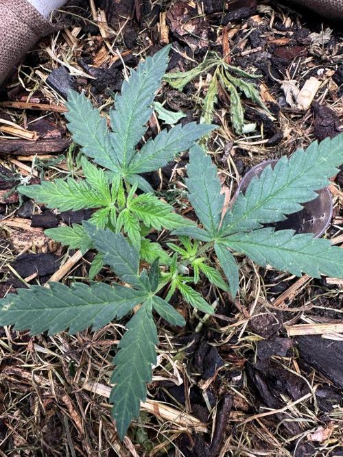 Home Breeding | Living Soil. Week 3 - ABC x Duck 1