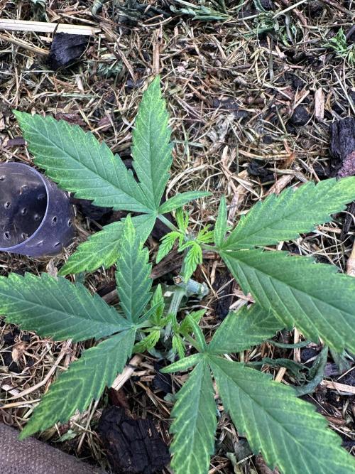 Home Breeding | Living Soil. Week 3 - Aristode ? 1