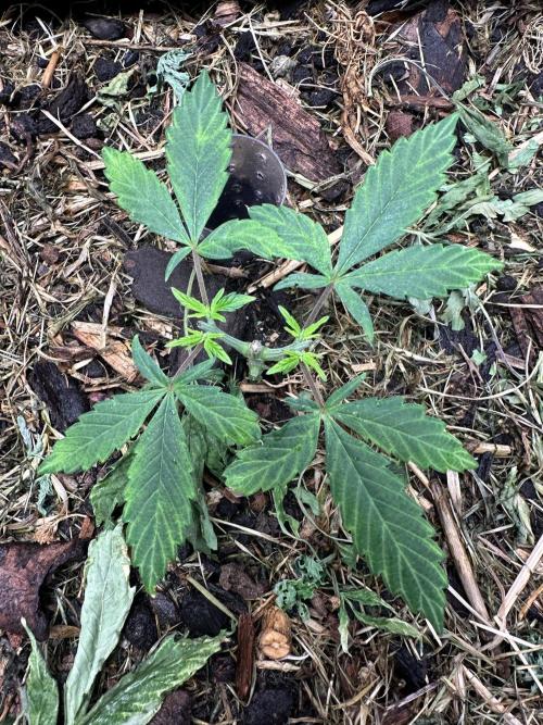 Home Breeding | Living Soil. Week 3 - Aristode 2