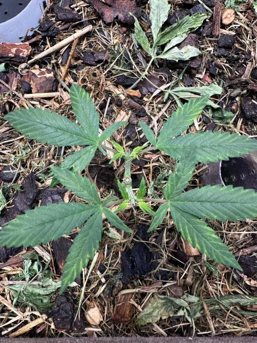 Home Breeding | Living Soil. Week 3 - ABC x Duck 2