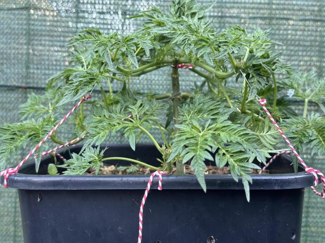 George became Bush (Outdoor Banger). Week 14