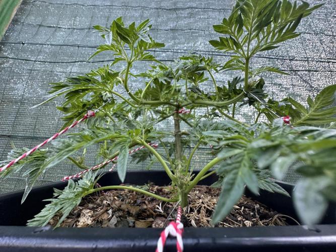 George became Bush (Outdoor Banger). Week 14