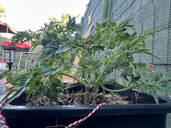 George became Bush (Outdoor Banger). Week 14