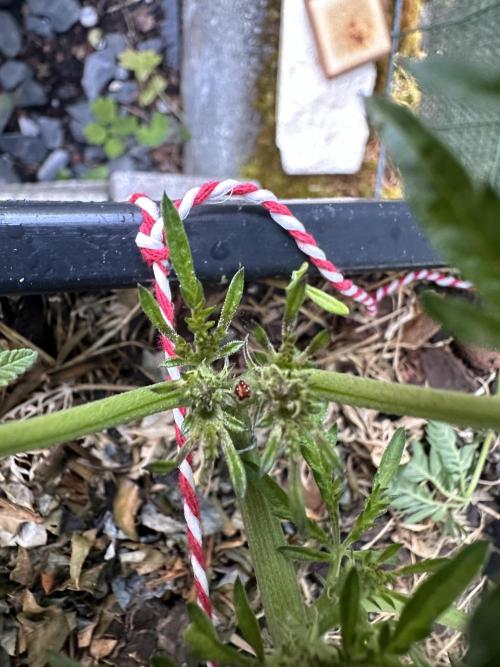 George became Bush (Outdoor Banger). Week 14