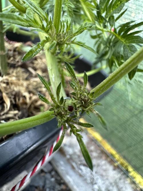 George became Bush (Outdoor Banger). Week 14