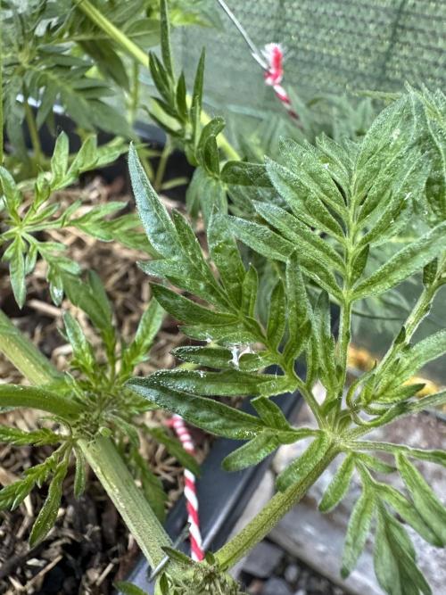 George became Bush (Outdoor Banger). Week 14