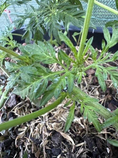 George became Bush (Outdoor Banger). Week 14