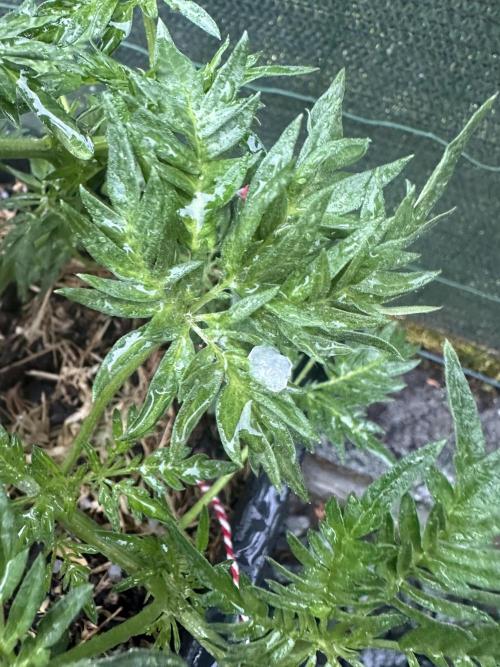 George became Bush (Outdoor Banger). Week 14