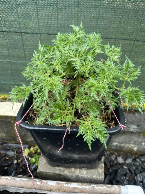 George became Bush (Outdoor Banger). Week 14