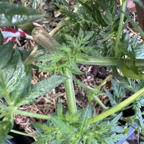 George became Bush (Outdoor Banger). Week 14
