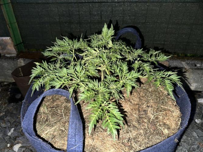 George became Bush (Outdoor Banger). Week 15