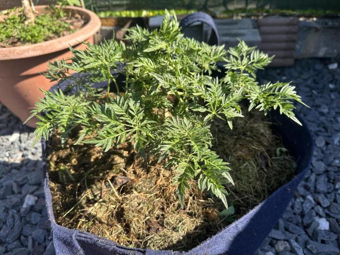George became Bush (Outdoor Banger). Week 15