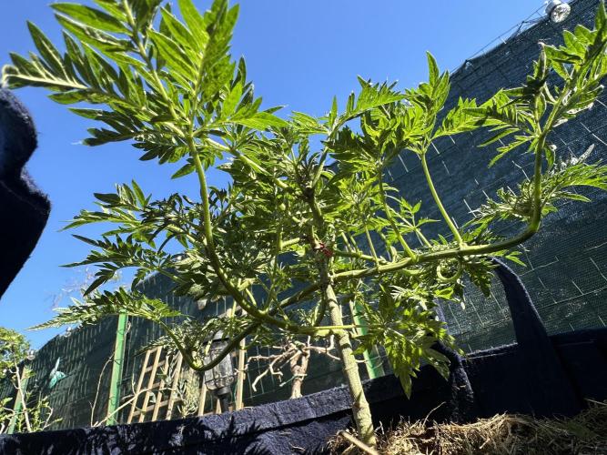George became Bush (Outdoor Banger). Week 15
