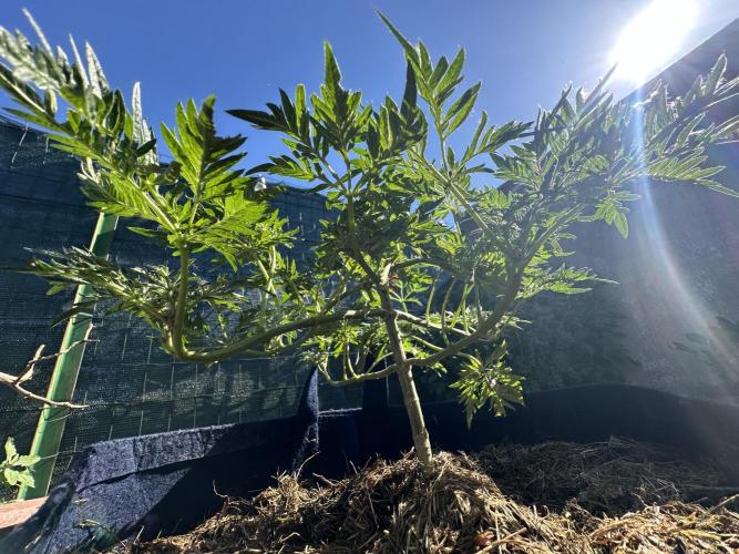 George became Bush (Outdoor Banger). Week 15