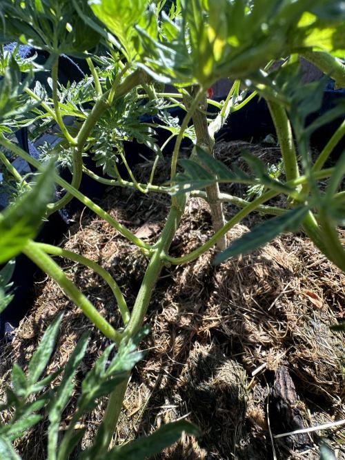 George became Bush (Outdoor Banger). Week 15