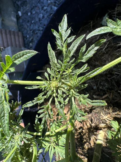 George became Bush (Outdoor Banger). Week 15