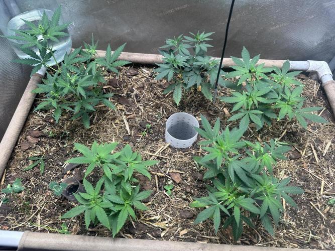 Homemade seed | Living Soil | Lazy grow. Week 6