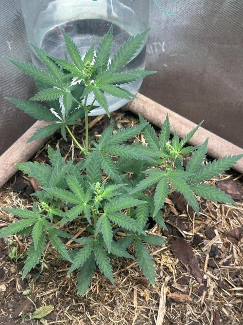 Homemade seed | Living Soil | Lazy grow. Week 6