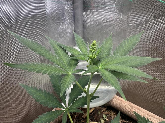 Homemade seed | Living Soil | Lazy grow. Week 6