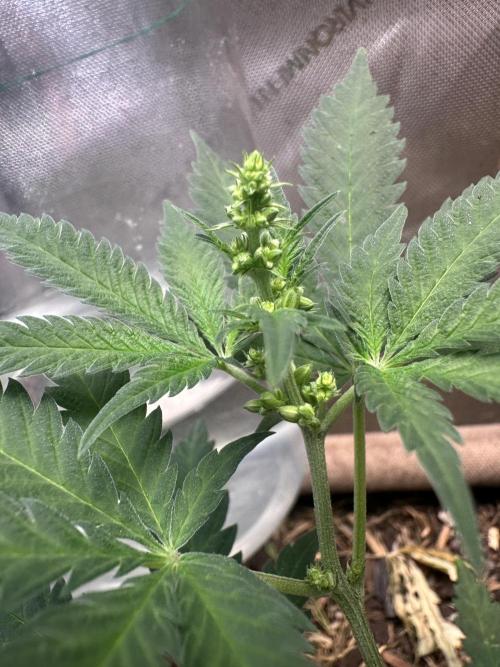 Homemade seed | Living Soil | Lazy grow. Week 6