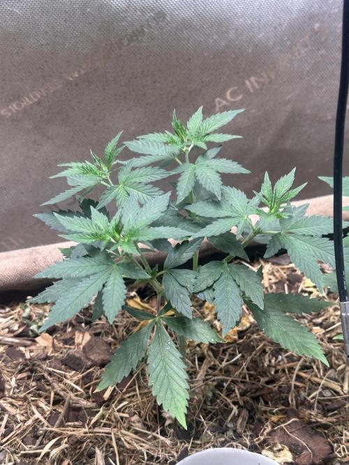 Homemade seed | Living Soil | Lazy grow. Week 6