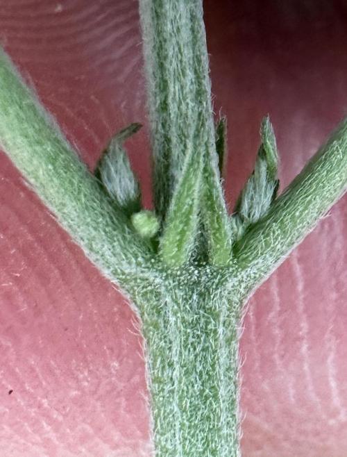 Homemade seed | Living Soil | Lazy grow. Week 6