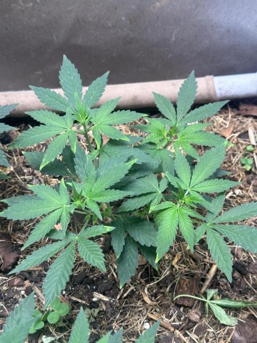 Homemade seed | Living Soil | Lazy grow. Week 6